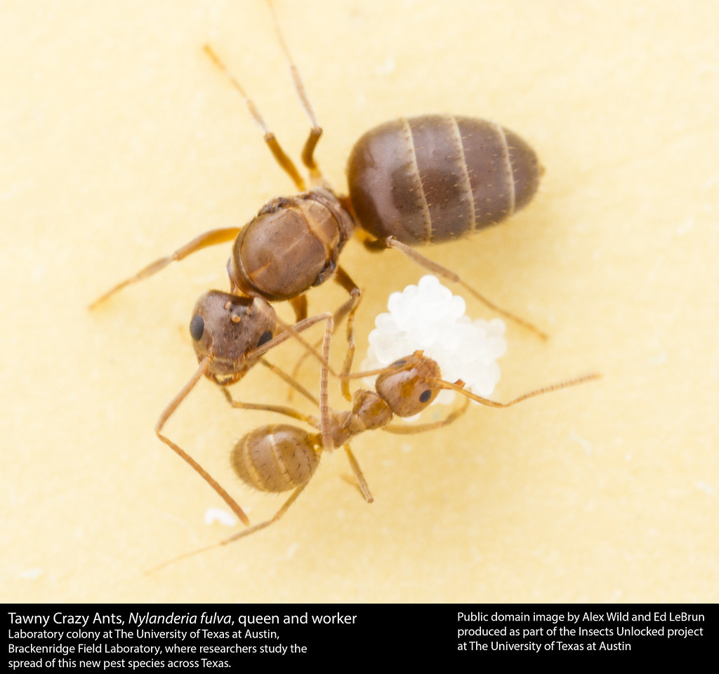 Nylanderia fulva - Tawny Crazy Ant - invasive ant species