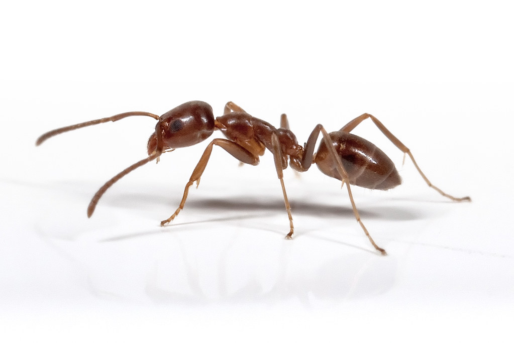 Argentine ant - invasive ant species
