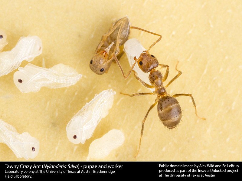 Nylanderia fulva - Tawny Crazy Ant - invasive ant species