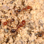 Red Imported Fire Ant - Solenopsis invicta, Givhans Ferry State Park, Ridgeville, South Carolina
