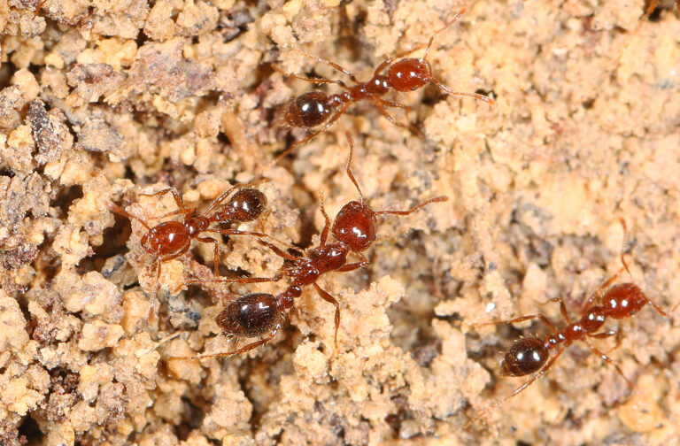 Red Imported Fire Ant - Solenopsis invicta, Givhans Ferry State Park, Ridgeville, South Carolina