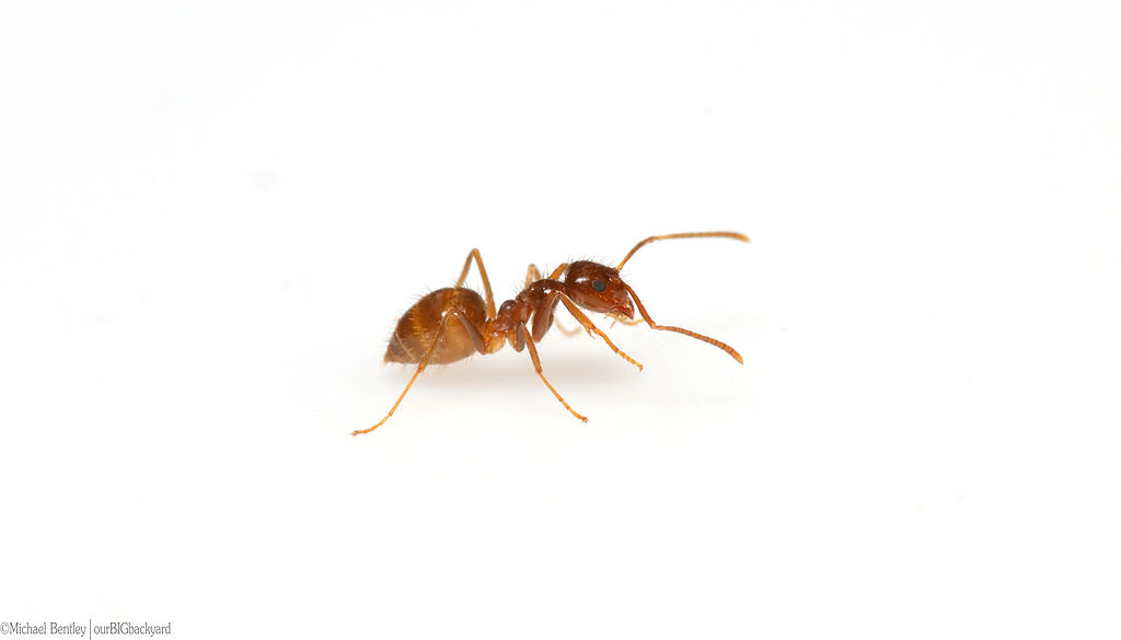 Tawny crazy ant (Nylanderia fulva)