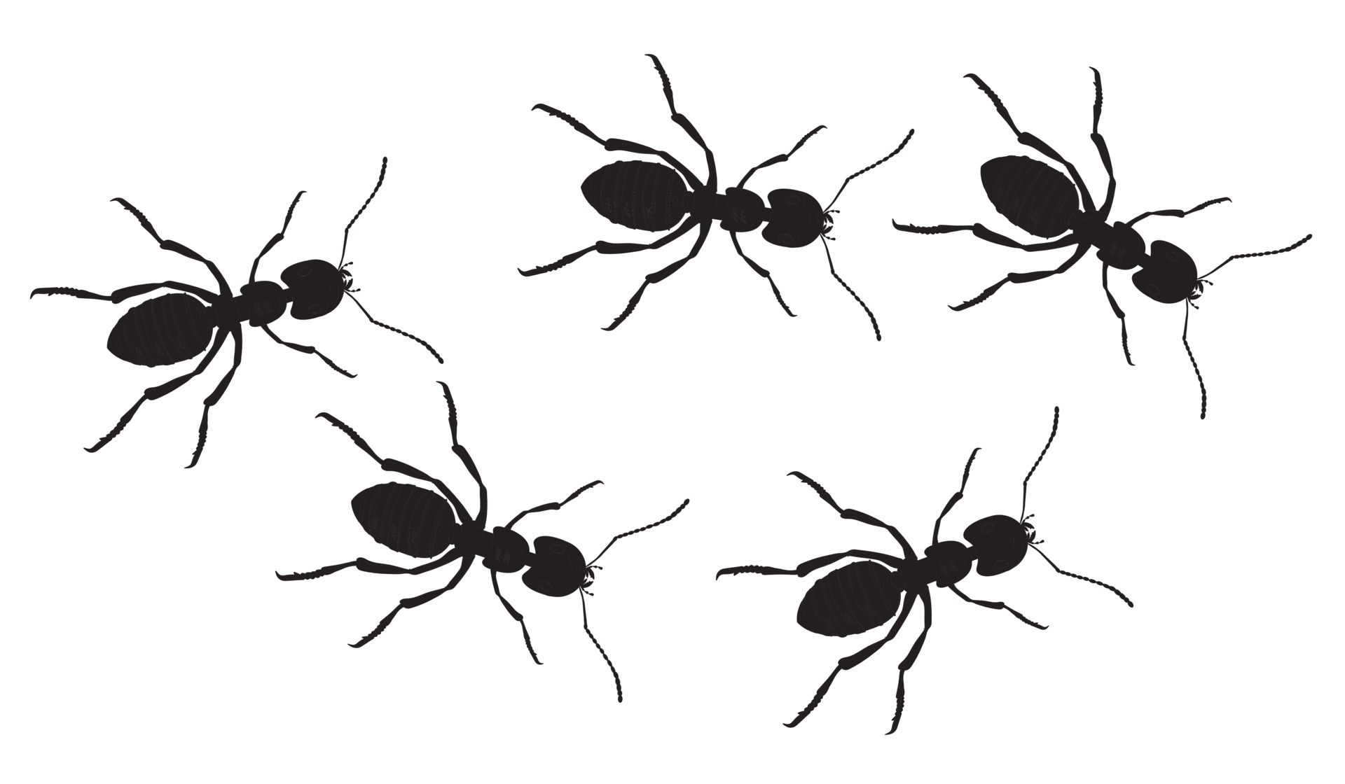 a line of worker ants marching in search of food